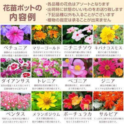 花苗 000000057590-03-m.jpg?t=